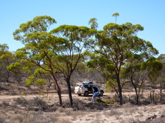 Eucalyptus baudiniana