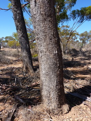 Eucalyptus baudiniana