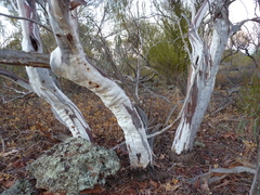 Eucalyptus synandra