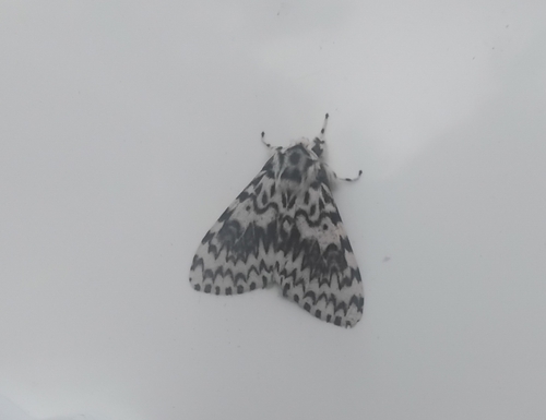 Black Arches