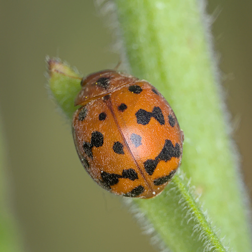 24-spot Ladybird