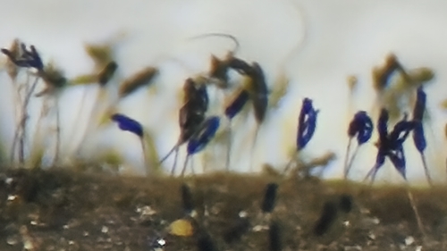 Stachybotrys observed 2026-06-26