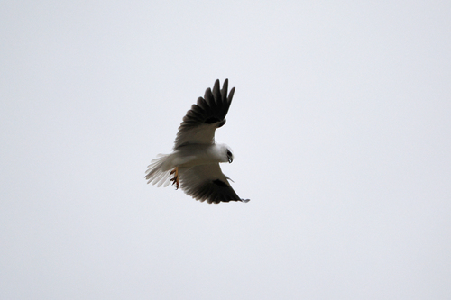 Black-shouldered Kite