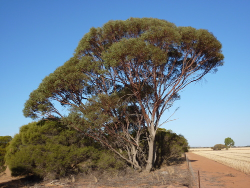 Eucalyptus kochii