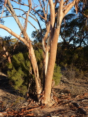 Eucalyptus wubinensis