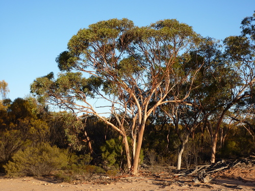 Eucalyptus wubinensis L.A.S.Johnson & K.D.Hill
