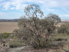 Eucalyptus caesia caesia