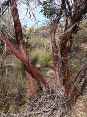 Eucalyptus caesia caesia