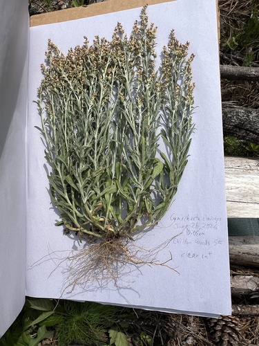 Gamochaeta calviceps, photograph 2