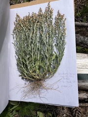 Gamochaeta calviceps, photograph (c) Anne Parker, some rights reserved (CC BY)