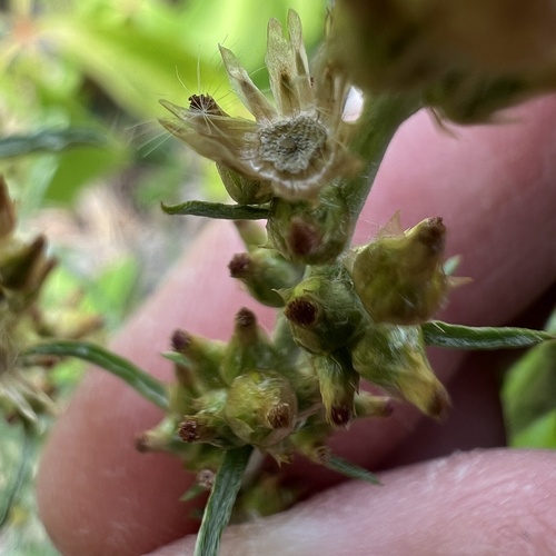 Gamochaeta calviceps, photograph 4