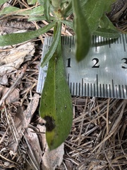 Gamochaeta calviceps, photograph (c) Anne Parker, some rights reserved (CC BY)