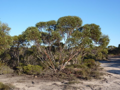 Eucalyptus ecostata