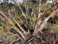 Eucalyptus ecostata