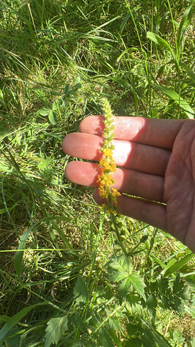 common agrimony