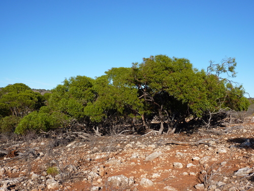 Eucalyptus oraria