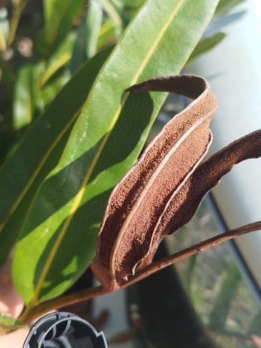 Giant leather fern