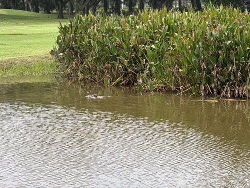 Southern Yellow-billed Duck