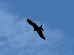 Black Kite
