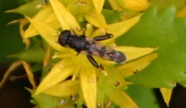 Thick-legged Hover Fly