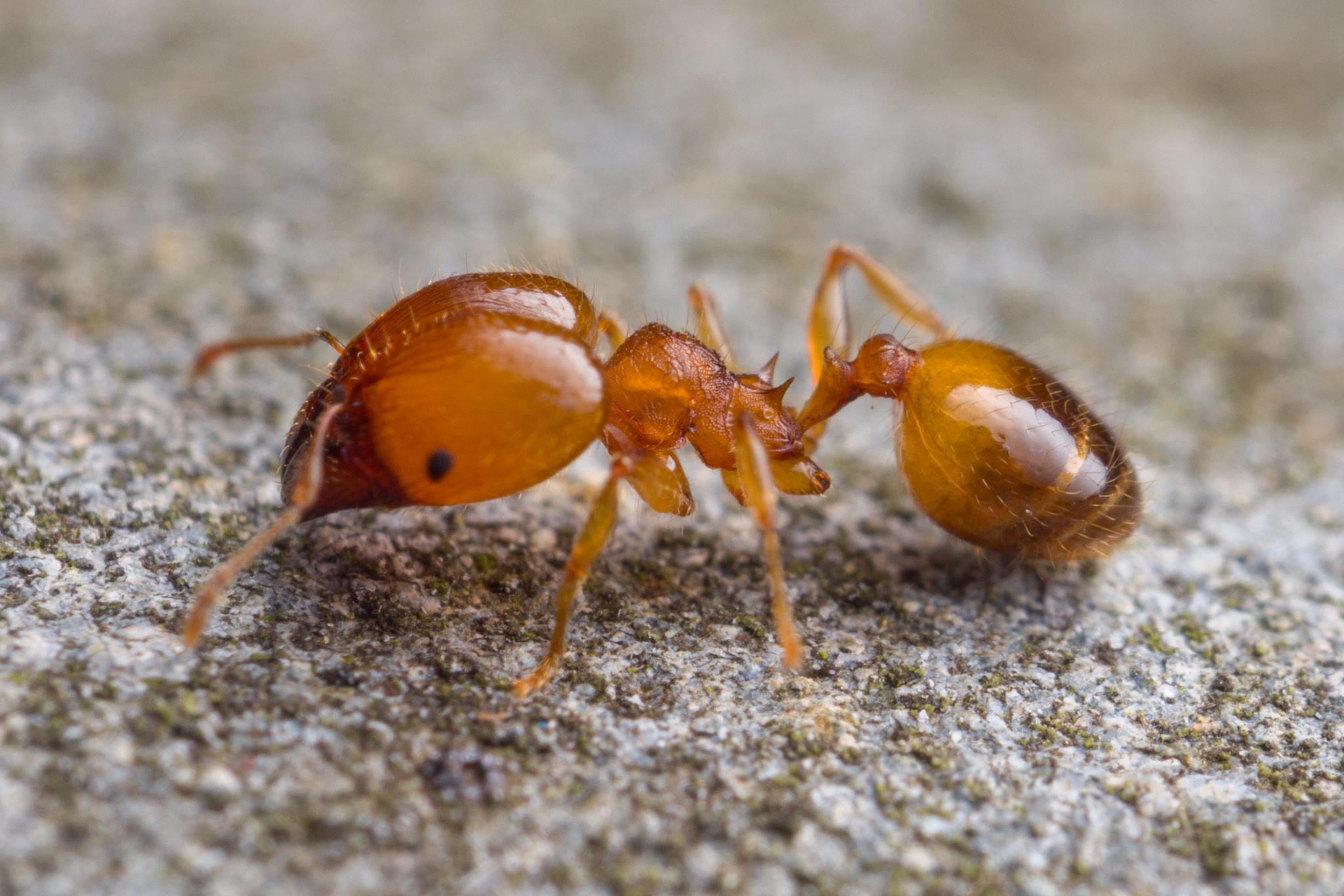 Pheidole variabilis