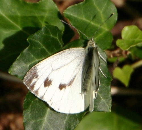 Green-veined White