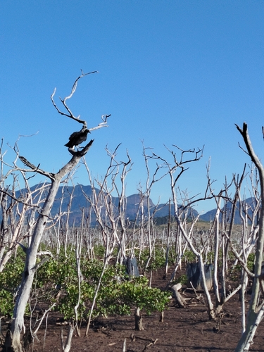 Black Vulture