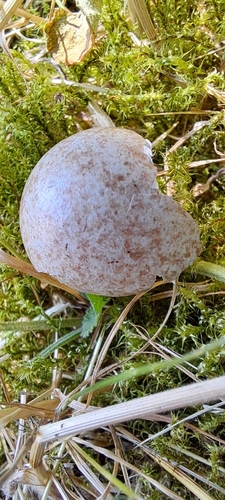 Vögel