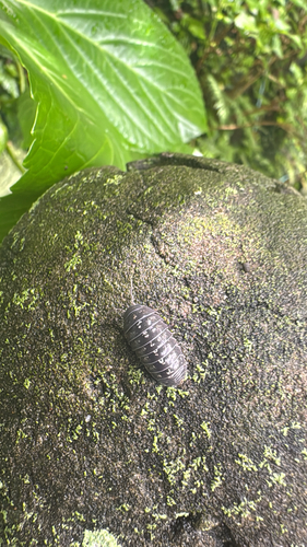 Common Pill Woodlouse