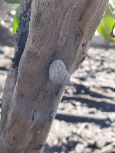 Mangrove Periwinkle