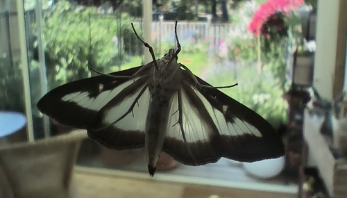 Box Tree Moth