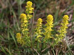 Uromyces pisi-sativi