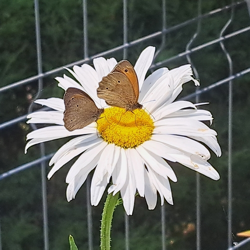 Meadow Brown