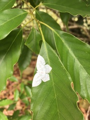 Leucodrepana serratilinea