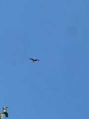 Red Kite