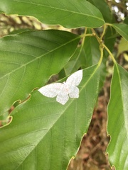 Leucodrepana serratilinea