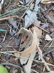 Camponotus nigriceps