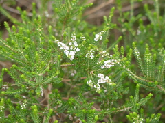 Thryptomene