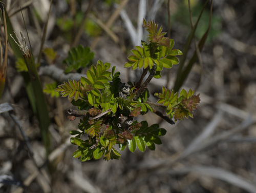 Osteomeles anthyllidifolia observed 2026-03-31