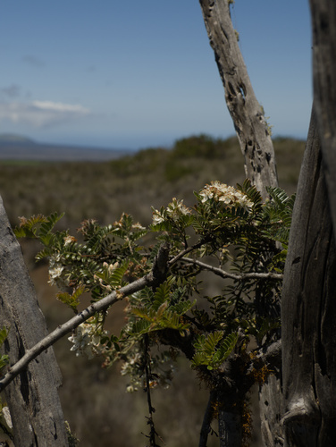 Osteomeles anthyllidifolia observed 2026-03-31