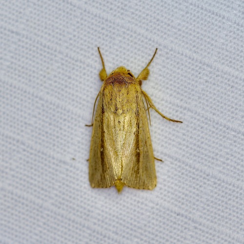 Unknown Wainscot