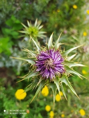 Silybum marianum