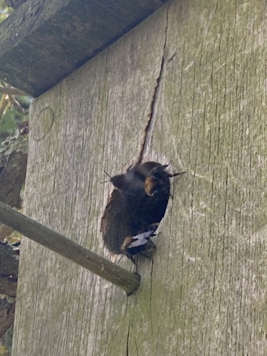 Tree Bumble Bee