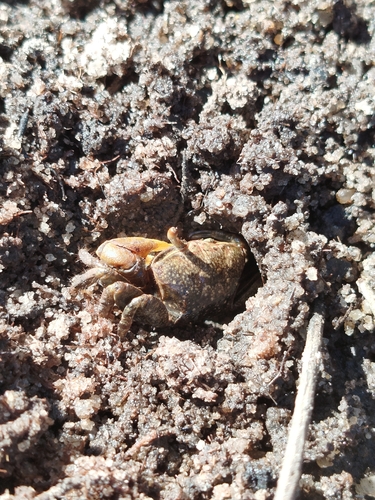 Mudflat Fiddler Crab