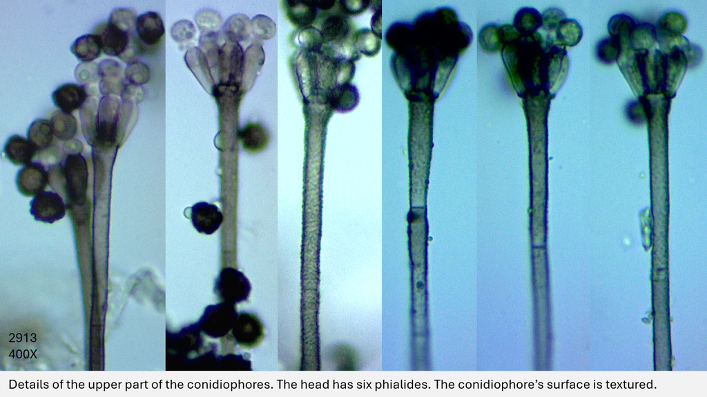 Memnoniella