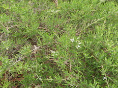 Thryptomene