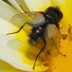 Leucostoma
