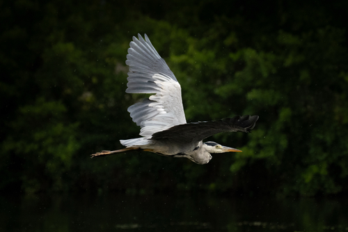 Grey Heron