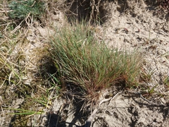 Corynephorus canescens