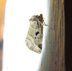 Plagiomimicus pityochromus